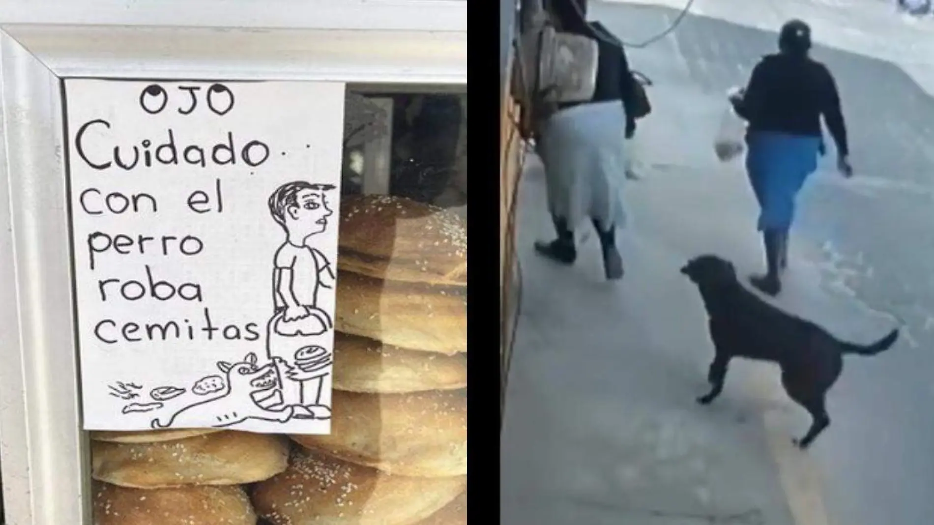 Él es Milaneso, el famoso perro roba cemitas